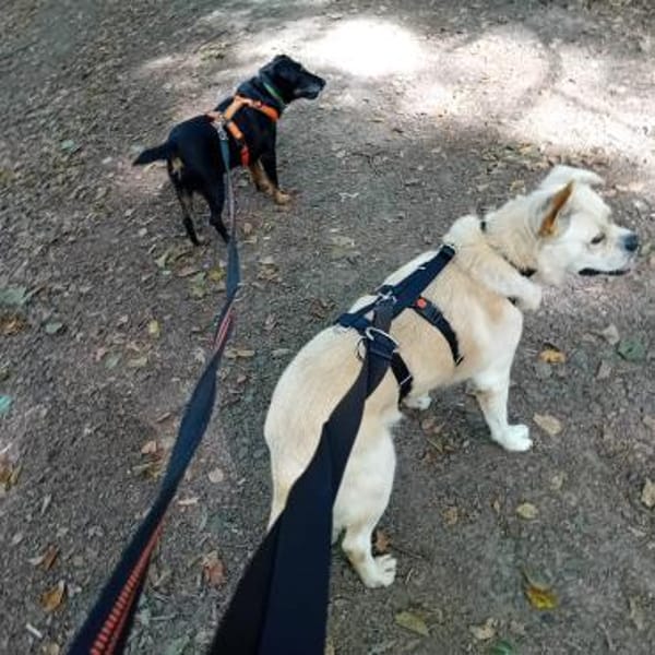 Nuscha - Engel auf 4 Pfoten