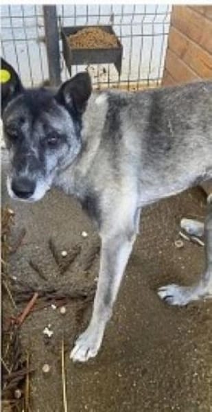 NELSON - toller Belgier in großer Gefahr