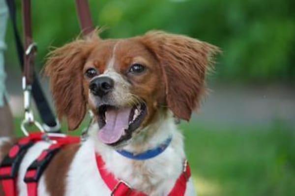 Viento - Zuhause gesucht