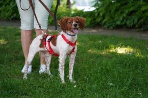 Viento - Zuhause gesucht