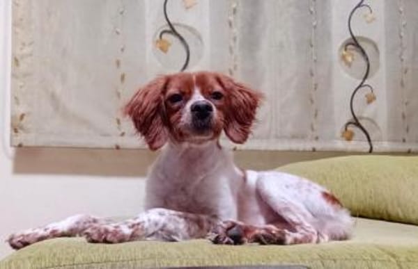 Viento - Zuhause gesucht