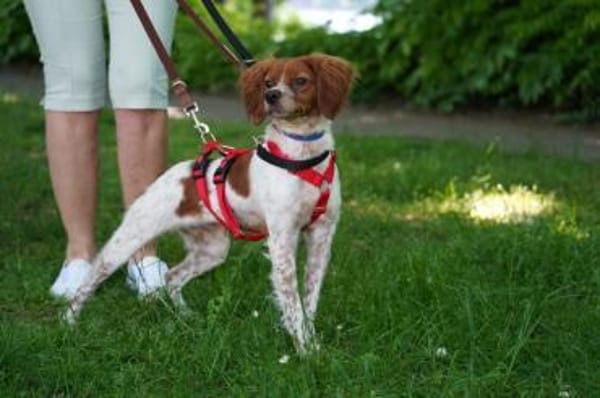 Viento - Zuhause gesucht