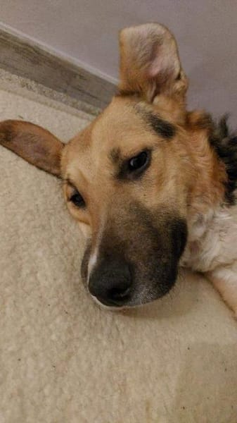 Rüde Rambo wartet in Bechhofen auf DICH