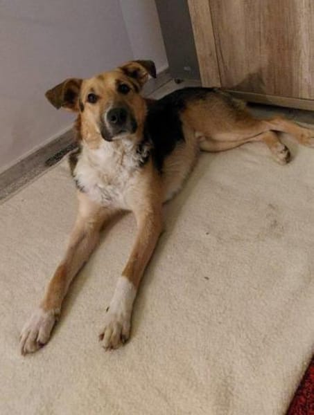 Rüde Rambo wartet in Bechhofen auf DICH