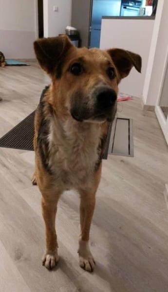 Rüde Rambo wartet in Bechhofen auf DICH