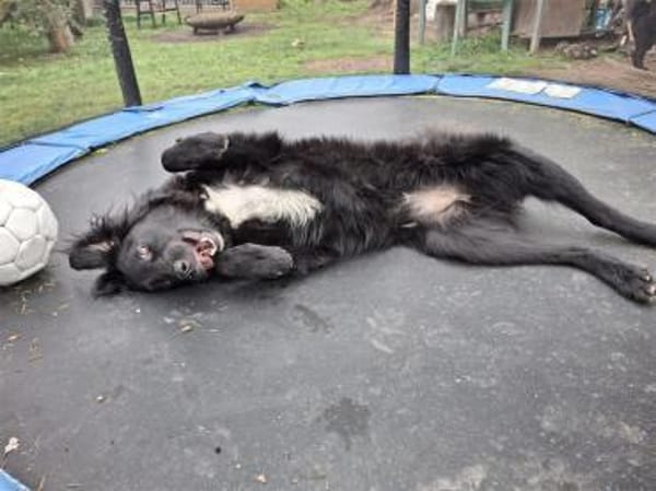 Princess - wartet in 99310 Arnstadt