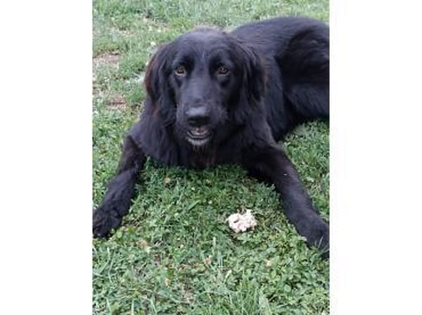 Princess - wartet in 99310 Arnstadt