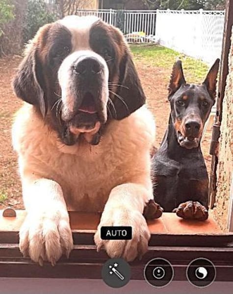 DRAGO - ein junger Bernhardiner ......