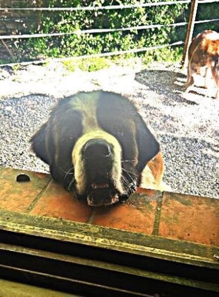 DRAGO - ein junger Bernhardiner ......