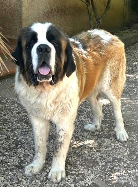 DRAGO - ein junger Bernhardiner ......