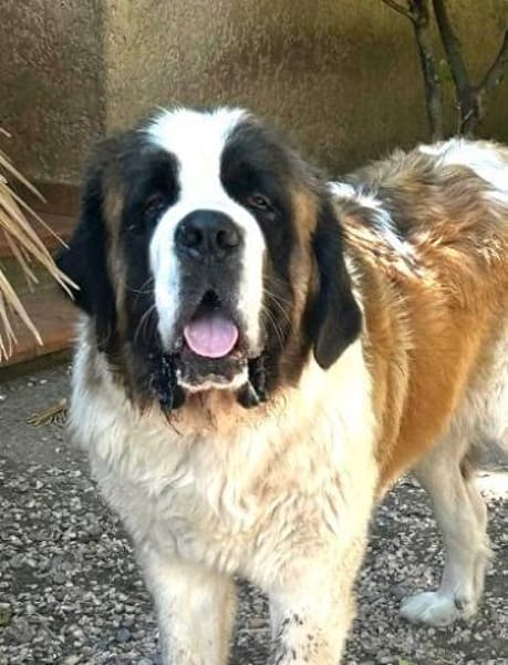 DRAGO - ein junger Bernhardiner ......