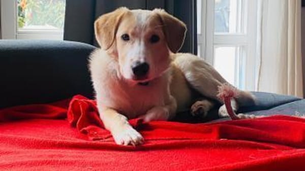 Luke sucht sein Zuhause