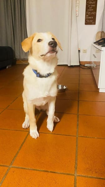 Luke sucht sein Zuhause