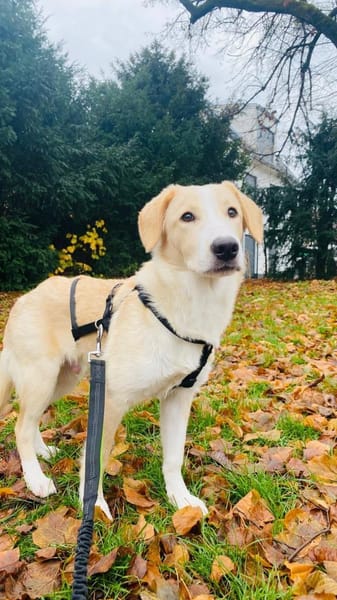 Luke sucht sein Zuhause