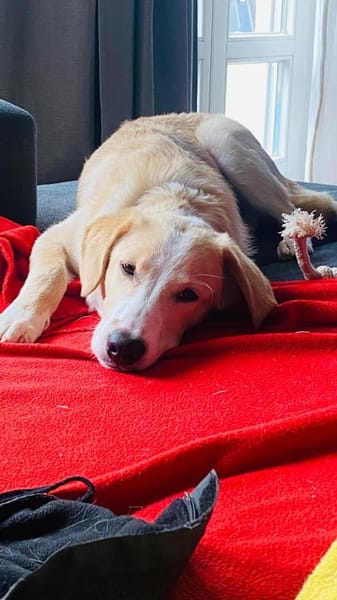 Luke sucht sein Zuhause