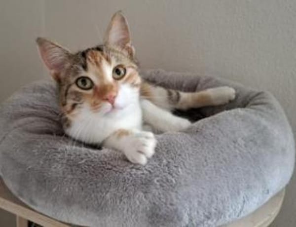 Jade - fröhliche verspielte Schmusebacke