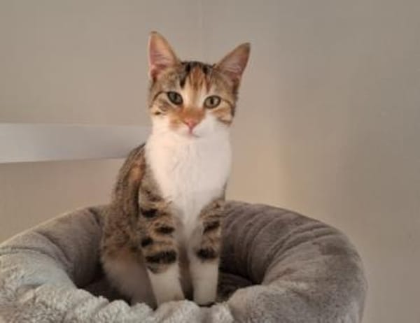 Jade - fröhliche verspielte Schmusebacke