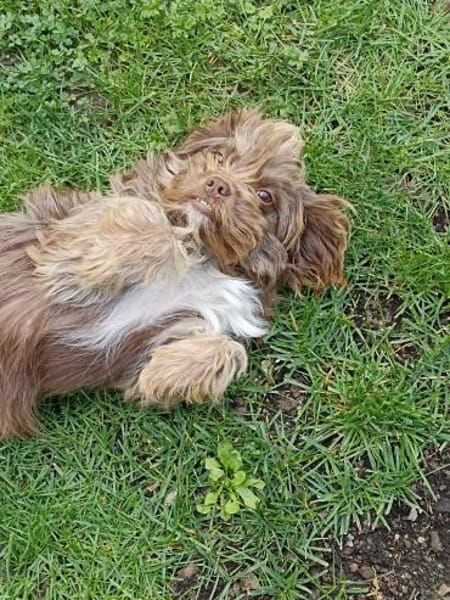 Heidi - kl.Hund mit grossem Herz