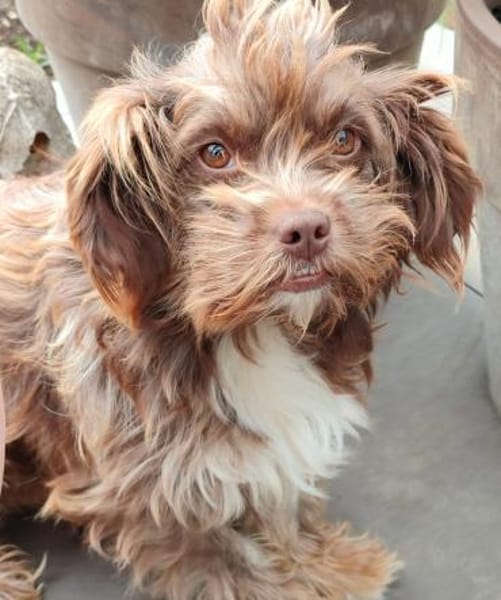 Heidi - kl.Hund mit grossem Herz