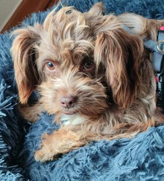 Heidi - kl.Hund mit grossem Herz