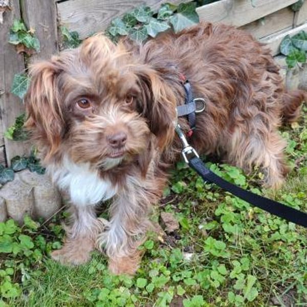 Heidi - kl.Hund mit grossem Herz