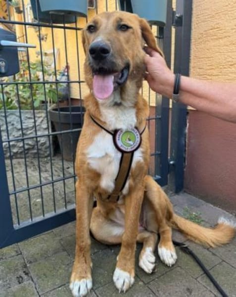 HSH-Mix-Lady♥Suvi♥63911 Klingenberg/Main