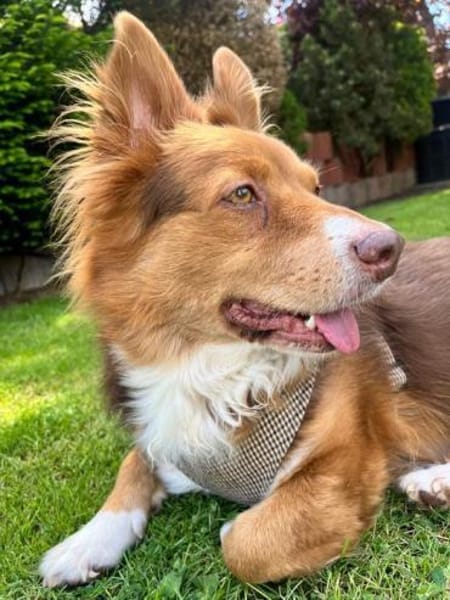 DALI -  SOS - süßer kleiner Knopf