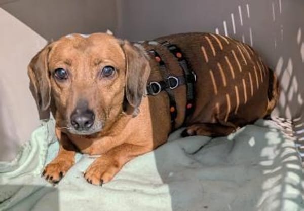 Marlene - süße Dackeldame