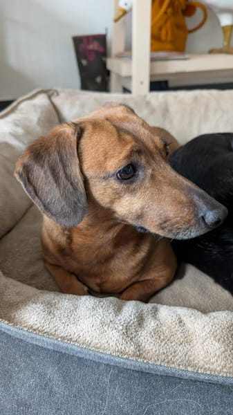 Marlene - süße Dackeldame