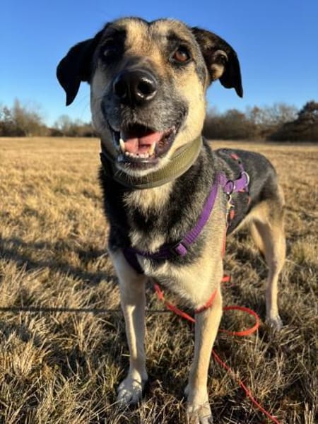 Medea sucht ihr Zuhause