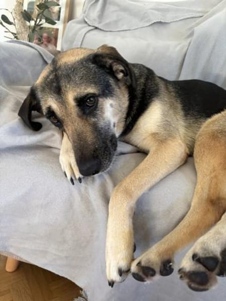 Medea sucht ihr Zuhause