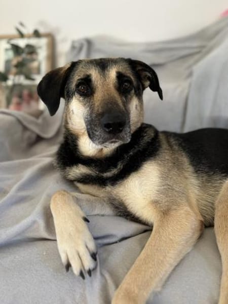 Medea sucht ihr Zuhause