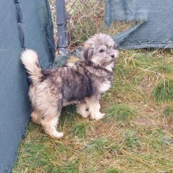 Welpenmädchen Yala auf Pflegestelle