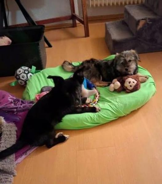 Welpenmädchen Yala auf Pflegestelle