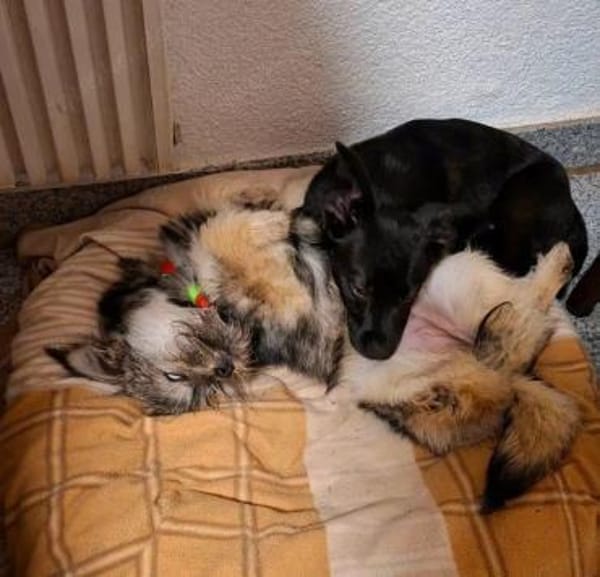 Welpenmädchen Yala auf Pflegestelle