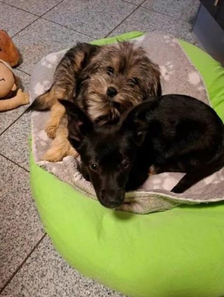 Welpenmädchen Yala auf Pflegestelle