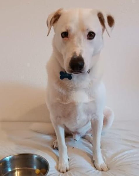 Labi-Boxer-Rüde ♥SNOW♥ sanft und lieb