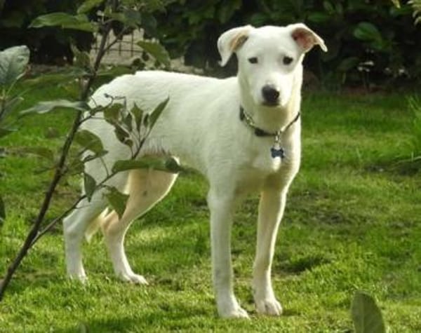 Labi-Boxer-Rüde ♥SNOW♥ sanft und lieb