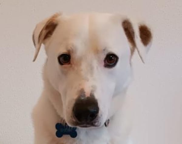 Labi-Boxer-Rüde ♥SNOW♥ sanft und lieb