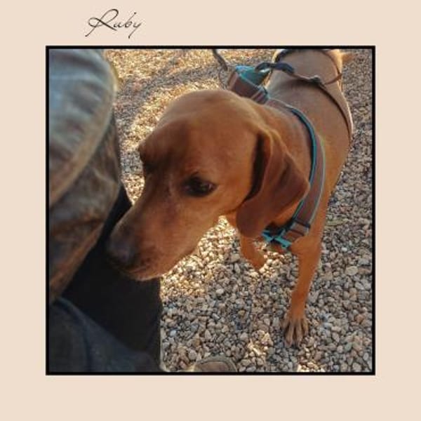 Katzenverträgliche Vizsla Mix Hündin :-)