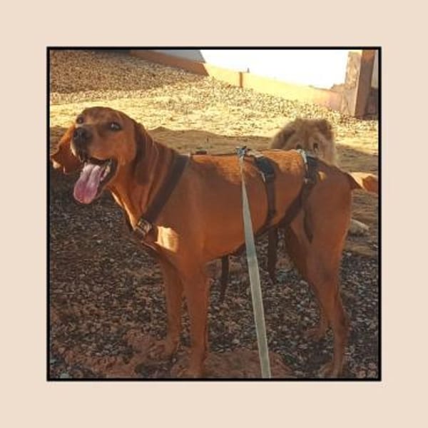 Katzenverträgliche Vizsla Mix Hündin :-)