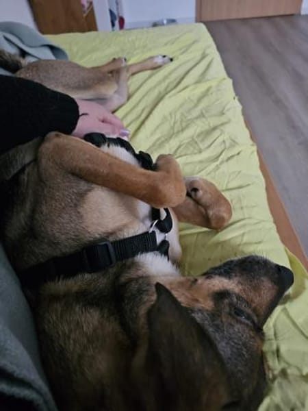 NERO = klug + lernfreudig 🆘‼🆘‼