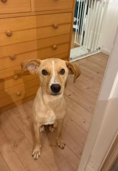 Kiani,50cm sucht ihre Familie