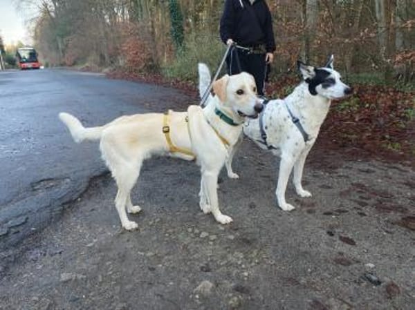 Lobo sucht seine Menschen