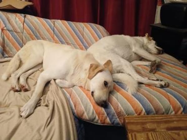 Lobo sucht seine Menschen