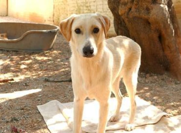 Lobo sucht seine Menschen