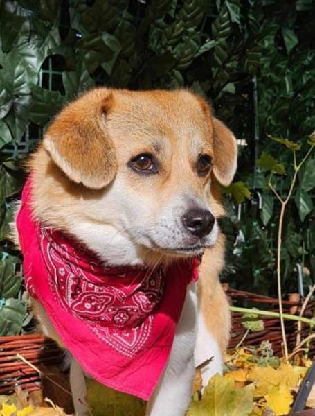 SOS für Rüden Noki