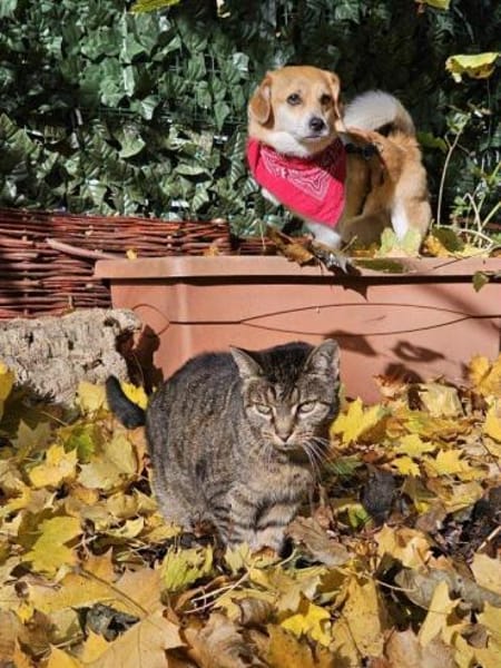 SOS für Rüden Noki