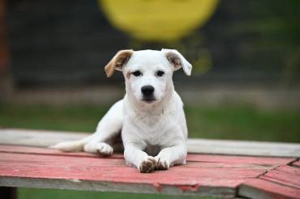 Carla in 86420 Diedorf zur Pflege