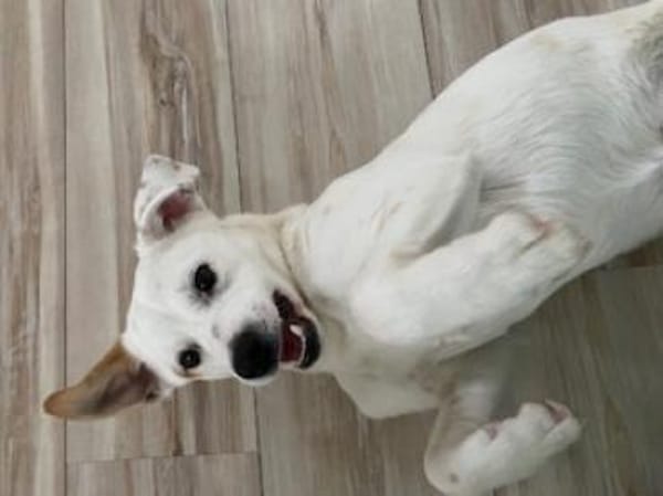 Carla in 86420 Diedorf zur Pflege